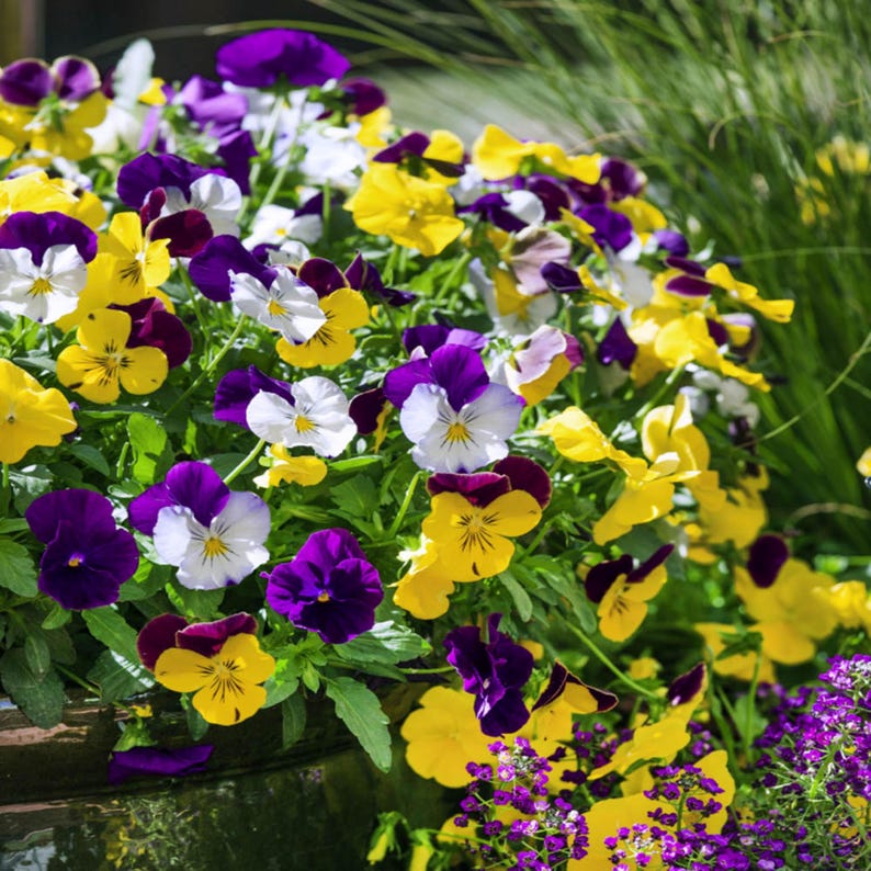 SweetGardenUS Pansy Seeds - Thumbnail 4