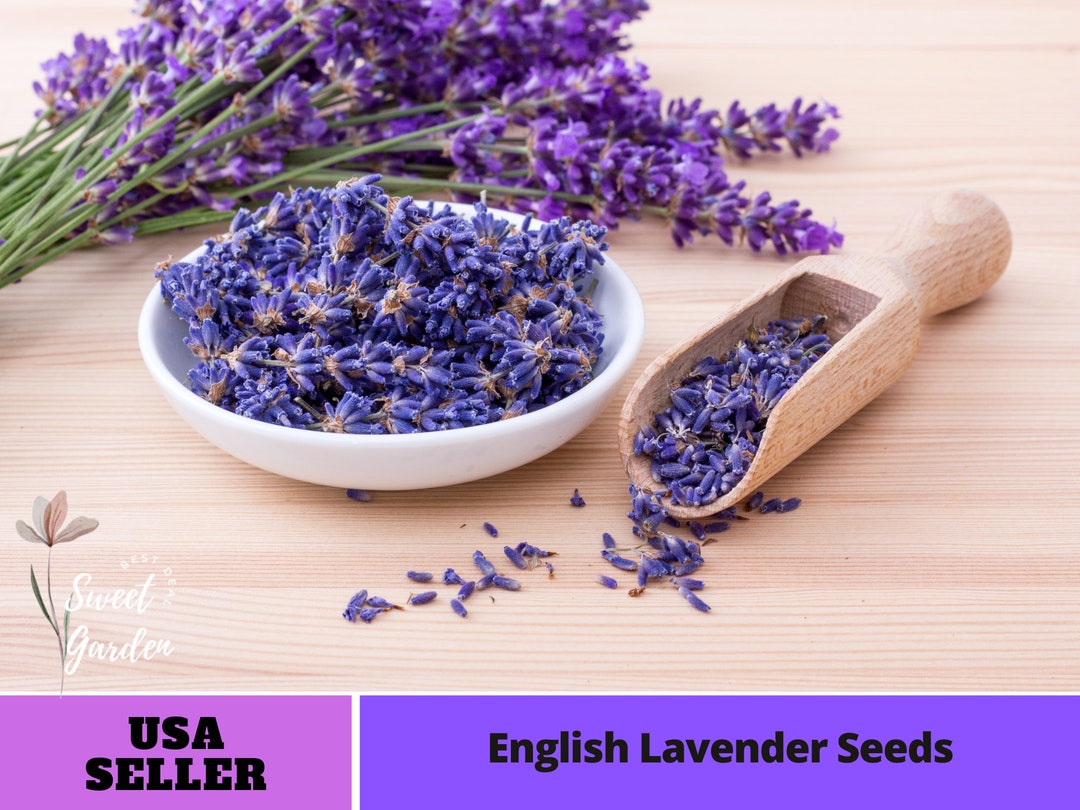 English Lavender Seeds Perennial authentic Seedsflowers organic. Non GMO vegetable Seeds B3G1
