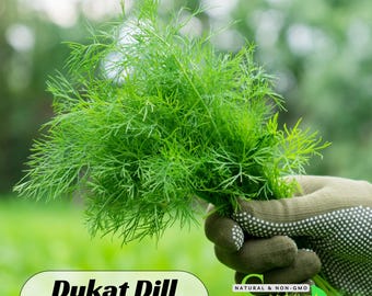 17 Seeds| Dukat Dill Herb Seeds - Authentic Seeds ~ Vegetable seeds~ Asian Garden~ Fruit Seeds- Flowers -. Non GMO - #6049