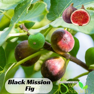 May include: Close-up of a fig tree branch with green leaves and several figs. Some figs are green, while others are a deep purple with a red interior. The text "Black Mission Fig" is displayed on a white oval.