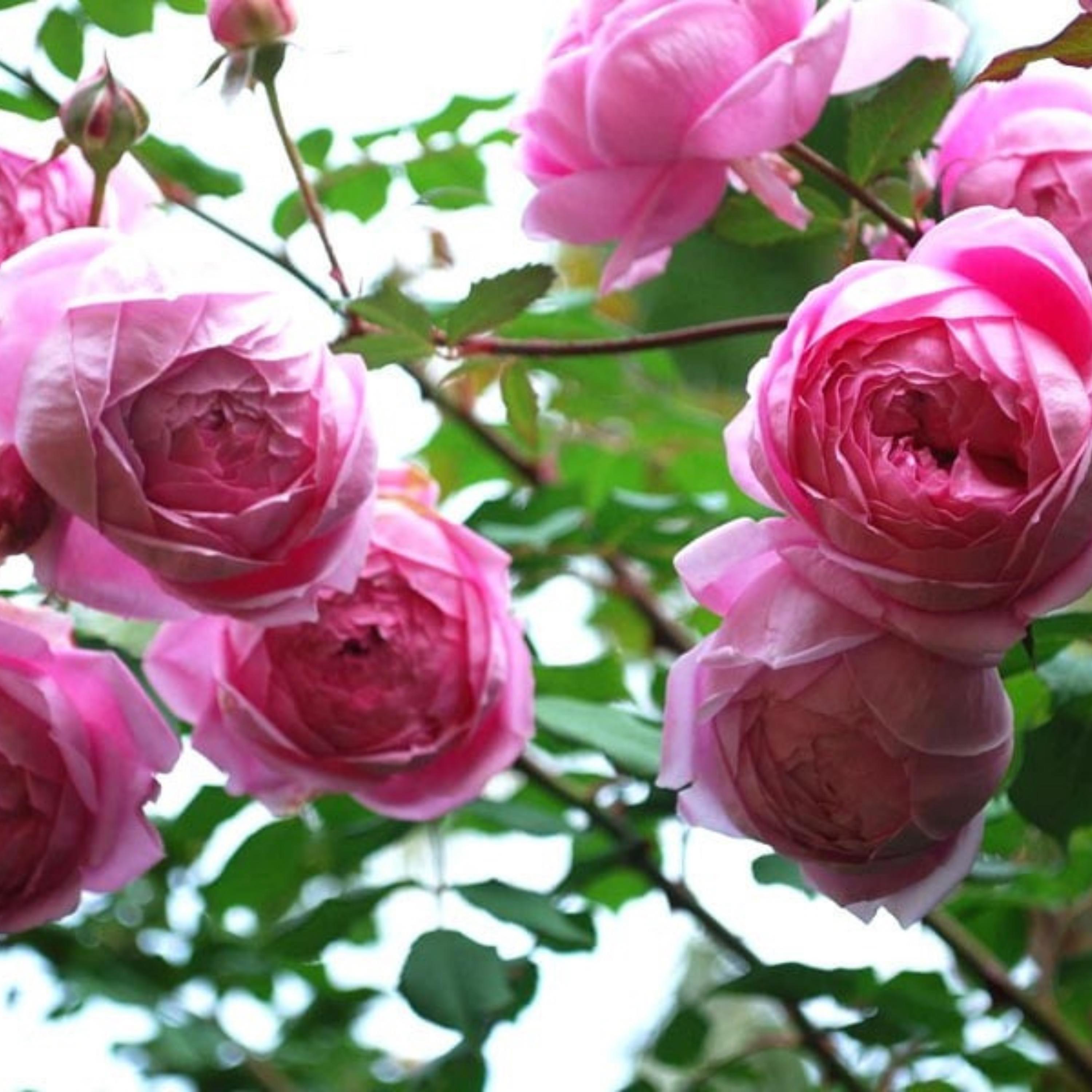 Pink Climbing Rose Seeds - Perennial - Authentic Seeds