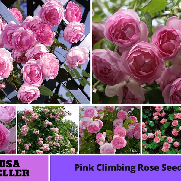 90-60-30-1| Select option- Pink Climbing Rose Seeds-Perennial -Authentic Seeds-Flowers -Organic-Mix Seeds for Plant-B3G1#1108.