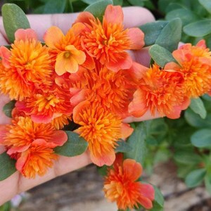 Pode incluir: Close-up de vibrantes flores laranja com m&uacute;ltiplas p&eacute;talas, agrupadas. As flores s&atilde;o rodeadas por folhas verdes, criando uma exibi&ccedil;&atilde;o natural e colorida. A imagem mostra a beleza da natureza.