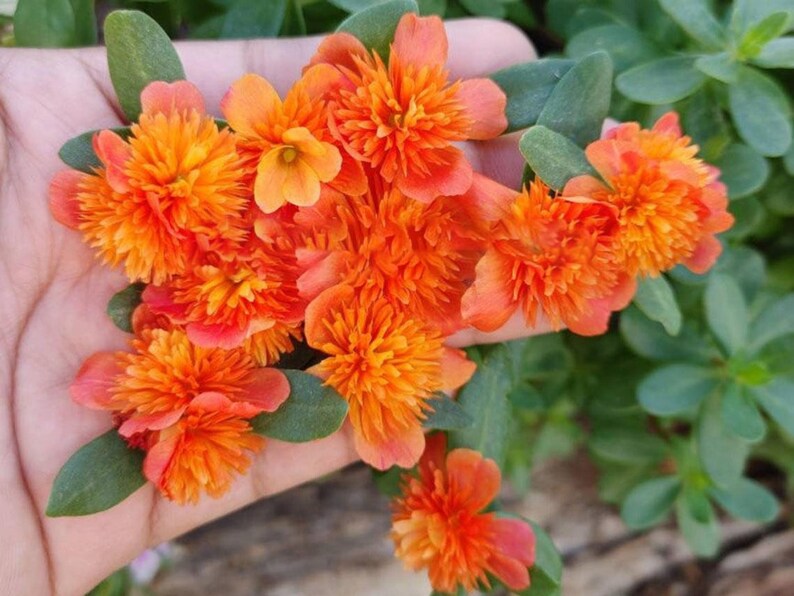 Pode incluir: Close-up de vibrantes flores laranja com m&uacute;ltiplas p&eacute;talas, agrupadas. As flores s&atilde;o rodeadas por folhas verdes, criando uma exibi&ccedil;&atilde;o natural e colorida. A imagem mostra a beleza da natureza.