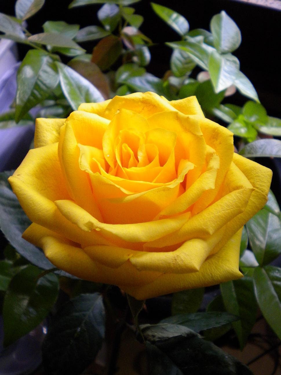 I got a Yellow Roses for her