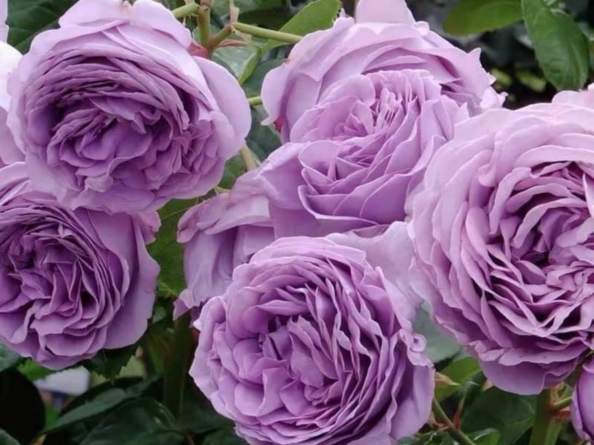 Purple Blue Storm Rose Seeds - Perennial - Authentic Seeds