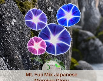Mt. Fuji Mix Japanese Morning Glory Seeds - Authentic Seeds