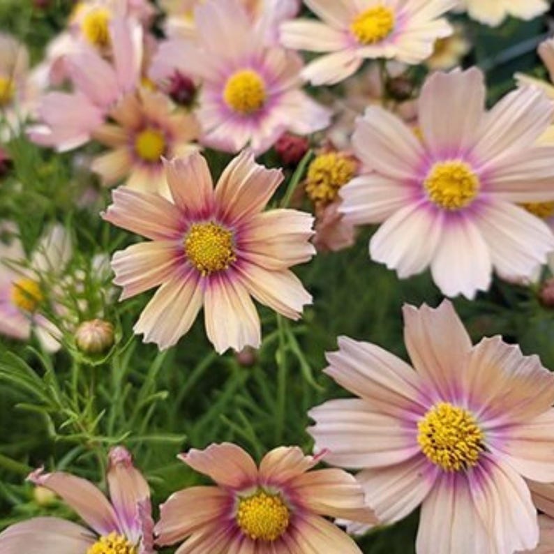 May include: A cluster of cosmos flowers featuring pale pink and peach petals with a vibrant yellow center and a deep purple ring around the core. The flowers have thin, green stems and foliage visible beneath the blooming petals in the garden.