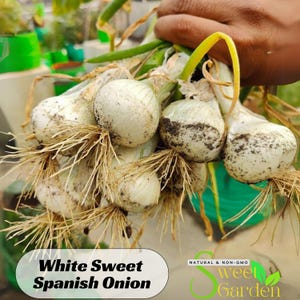 25 Seeds| White Sweet Spanish Onion Seeds- - Authentic Seeds ~ Vegetable ~ Asian Garden~ Fruit Seeds- Flowers -Organic. Non GMO - #6044