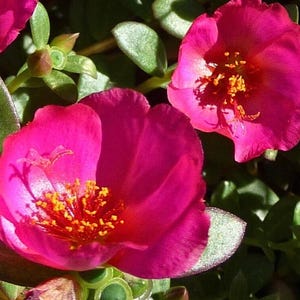 Puede incluir: Dos flores rosadas vibrantes con centros amarillos florecen sobre un fondo de hojas verdes. Las flores tienen un aspecto delicado y arrugado.