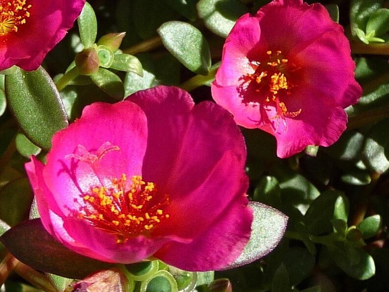 Puede incluir: Dos flores rosadas vibrantes con centros amarillos florecen sobre un fondo de hojas verdes. Las flores tienen un aspecto delicado y arrugado.