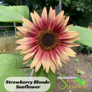 25s|Strawberry Blonde Sunflower Seeds - Helianthus Annuus - Annual - Authentic Seeds - Sunflower Flowers - Easy to plant - Clumping #E016.