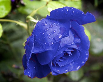 ★ BLUE ROSE★ il_340x270.6377885643_2fi6.jpg