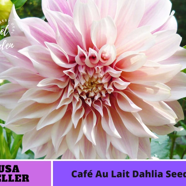 Café Au Lait Dahlia Seeds - Perennial -Authentic Seeds-Flowers -Organic. Non GMO -Vegetable Seeds-Mix Seeds for Plant-B3G1#D026.