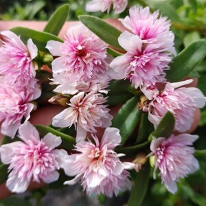 Pode incluir: Close-up de um grupo de flores rosa e brancas com folhas verdes. As flores t&ecirc;m m&uacute;ltiplas camadas de p&eacute;talas delicadas, com um centro rosa mais escuro. As folhas s&atilde;o ovais e de um verde vibrante. As flores s&atilde;o seguradas em uma m&atilde;o.