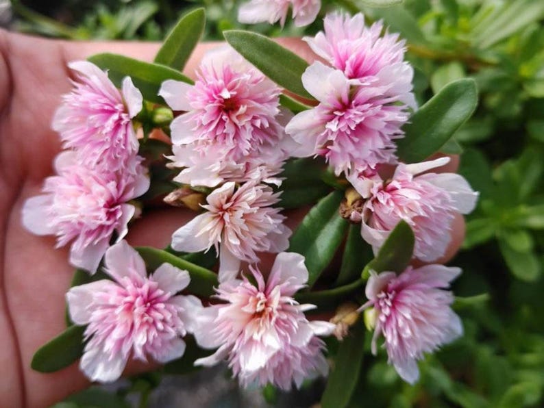 Pode incluir: Close-up de um grupo de flores rosa e brancas com folhas verdes. As flores t&ecirc;m m&uacute;ltiplas camadas de p&eacute;talas delicadas, com um centro rosa mais escuro. As folhas s&atilde;o ovais e de um verde vibrante. As flores s&atilde;o seguradas em uma m&atilde;o.