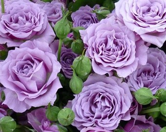 Light Purple Rose Seeds - Perennial - Authentic Seeds