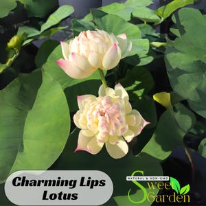 5+ Rare Seeds| &quot;Charming Lips Lotus Seeds  - Indian Lotus (Nelumbo Nucifera) Seeds - Easy To Grow - Lotus Flower - Lotus Pond #Q051