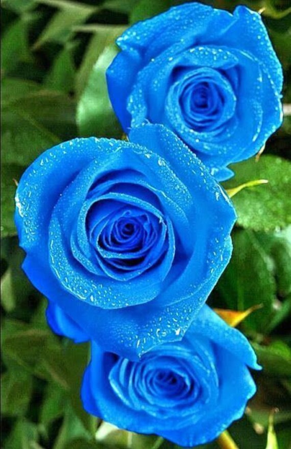 32 Seeds Light Blue Rose for Planting Rare Seed 1133 BUY Etsy