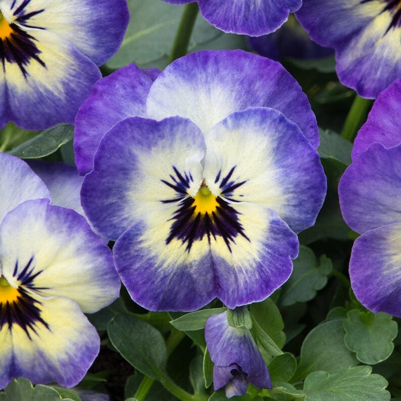 SweetGardenUS Sorbet Viola Seeds - Thumbnail 2