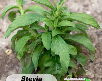 50s| Stevia Rebaudiana Seeds –  Natural Sweet Herb – Easy Grow – Non-GMO – Heirloom – Sugar Substitute – Garden Plant #New 5-16
