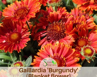 Gaillardia 'Burgundy' (Blanket flower) - Perennial -Authentic Seeds -Vegetable Seeds-Mix Seeds for Plant- #8069