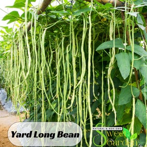 20 Seeds| Yard Long Bean Seeds - Perennial -Authentic Seeds-Flowers -Organic. Non GMO -Vegetable Seeds-Mix Seeds for Plant-B3G1#7038