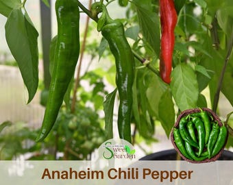 15 Seeds| Pepper Anaheim Chili (Capsicum annuum) Seeds ~ Authentic ~ Vegetable ~ Asian Garden~ Fruit - Flowers -. Non GMO - #6038