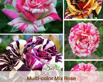 Multi color Mix Rose Seeds- Perennial - Authentic Seeds - Flowers - Easy To Grow - Climbing - shrubs - Rose Garden -   #1060