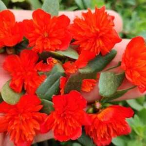 Pode incluir: Close-up de flores vermelhas vibrantes com m&uacute;ltiplas p&eacute;talas e folhas verdes. As flores est&atilde;o agrupadas, mostrando sua cor brilhante e detalhes intrincados. A imagem destaca a beleza natural das flores.