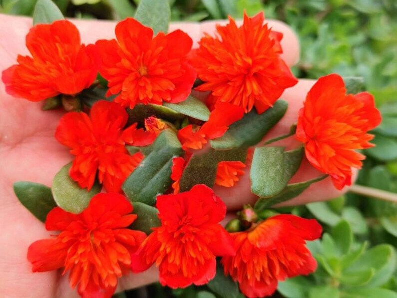 Pode incluir: Close-up de flores vermelhas vibrantes com m&uacute;ltiplas p&eacute;talas e folhas verdes. As flores est&atilde;o agrupadas, mostrando sua cor brilhante e detalhes intrincados. A imagem destaca a beleza natural das flores.