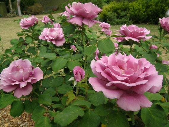 Angel Face Rose Bush