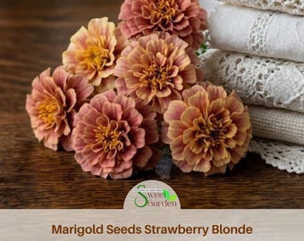 Marigold Seeds Strawberry Blonde Seeds - Open-Pollinating -Potted -Draft Resistant -Cold Resistant -Dwarf - Plant in Spring/After frost