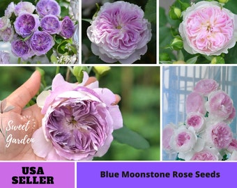 Blue Moonstone Rose Seeds-Perennial -Authentic Seeds-Flowers -Organic. Non GMO -Vegetable Seeds-Mix Seeds for Plant-B3G1#1154