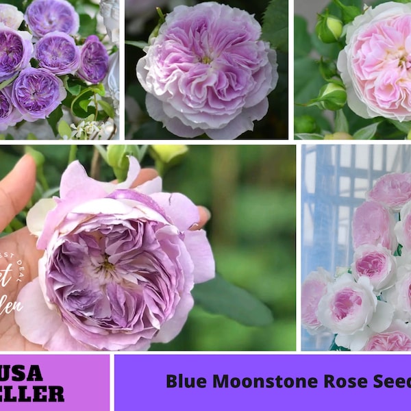 Blue Moonstone Rose Seeds-Perennial -Authentic Seeds-Flowers -Organic. Non GMO -Vegetable Seeds-Mix Seeds for Plant-B3G1#1154