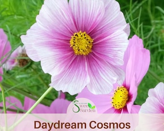 Pink and white Daydream Cosmos Seeds - Annual - Authentic Seeds - Easy Care Flowers - Easy To Grow - Mix Seeds For Plant
