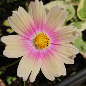 May include: A single flower with eight petals that transition from a pale cream color at the outer edges to a vibrant magenta pink near the center. The flower features a prominent, textured, bright yellow circular stamen cluster in the middle.