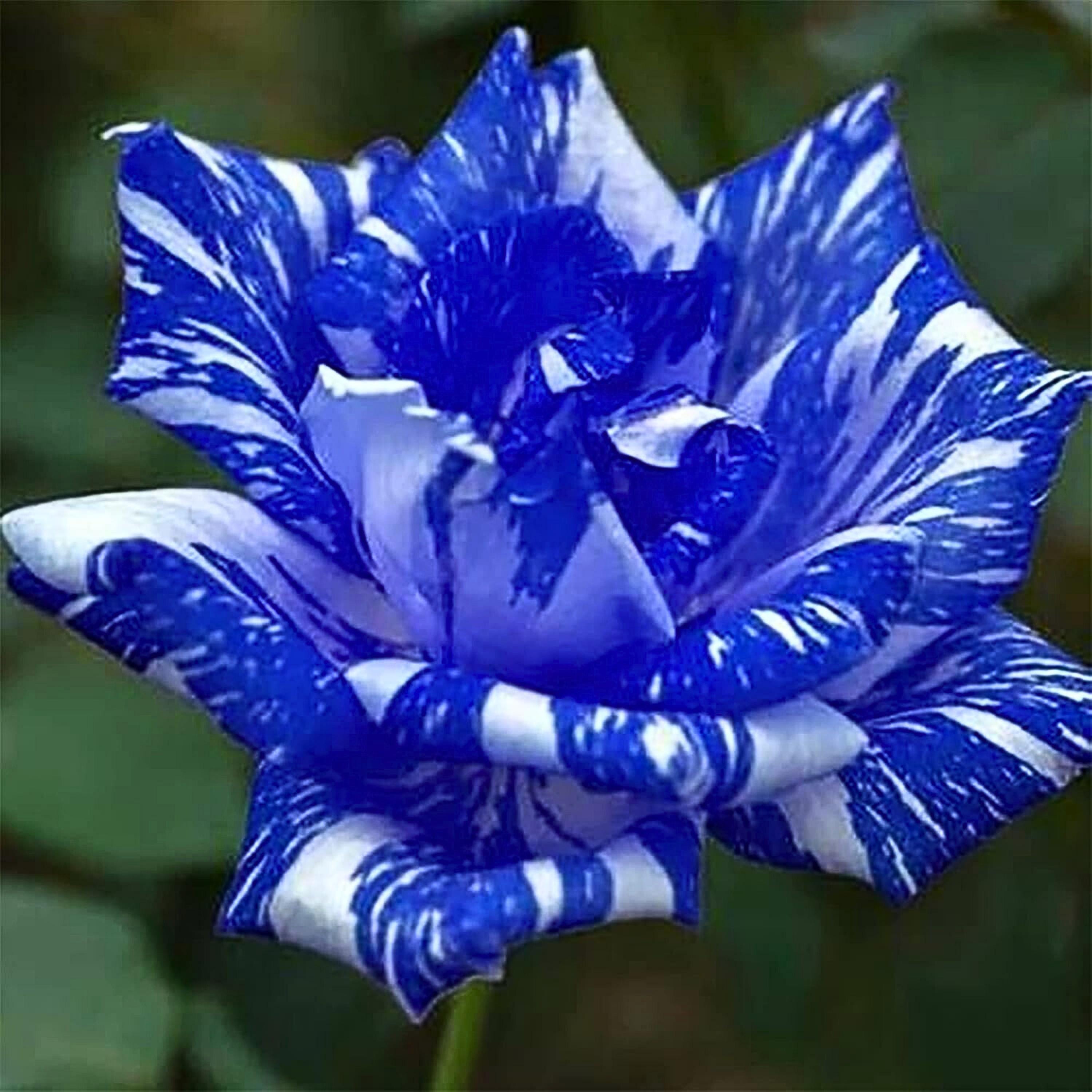 Blue Dragon Rose Seeds – Rare Exotic Perennial Flowers - Etsy