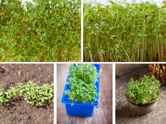 Herb Seeds - 'Pepper Cress