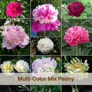 Muti-Mix Peony Seeds | Rare Perennial Flowers, Heirloom Paeoniaceae (10 Seeds)