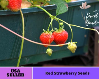 110 seeds| Red Strawberry Seeds -Perennial -Authentic Seeds-Flowers -Organic. Non GMO -Vegetable Seeds-Mix Seeds for Plant-B3G1#5006