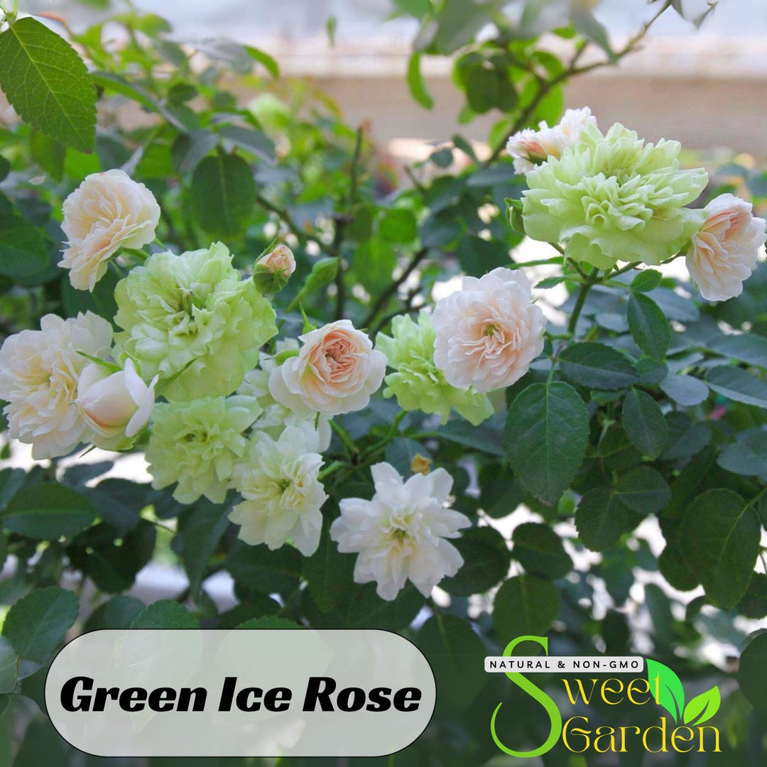 Green Ice Rose Seeds - Perennial - Authentic Seeds - Flowers - Easy to ...