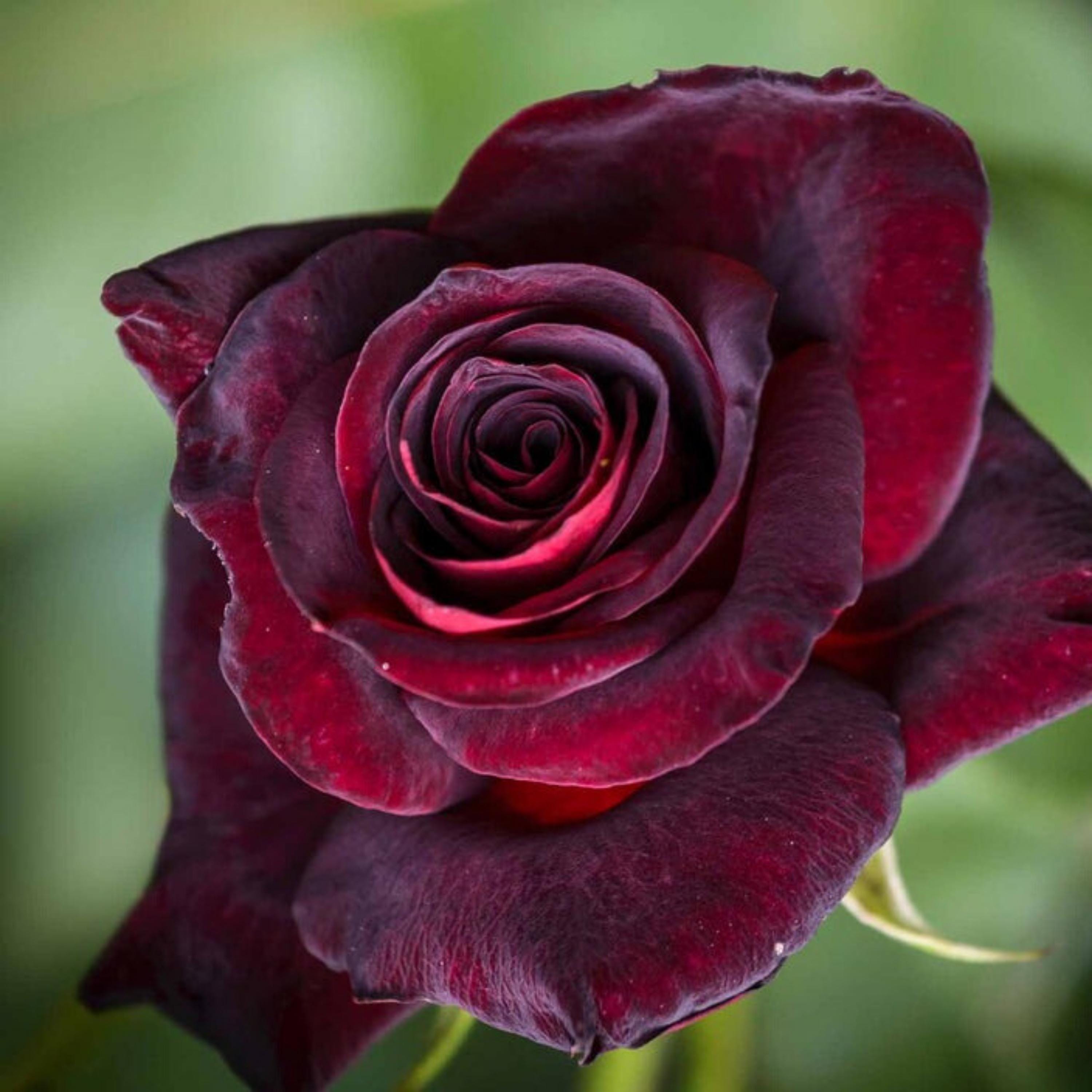 Black Baccara Hybrid Rare Rose Seeds - Perennial - Authentic Seeds