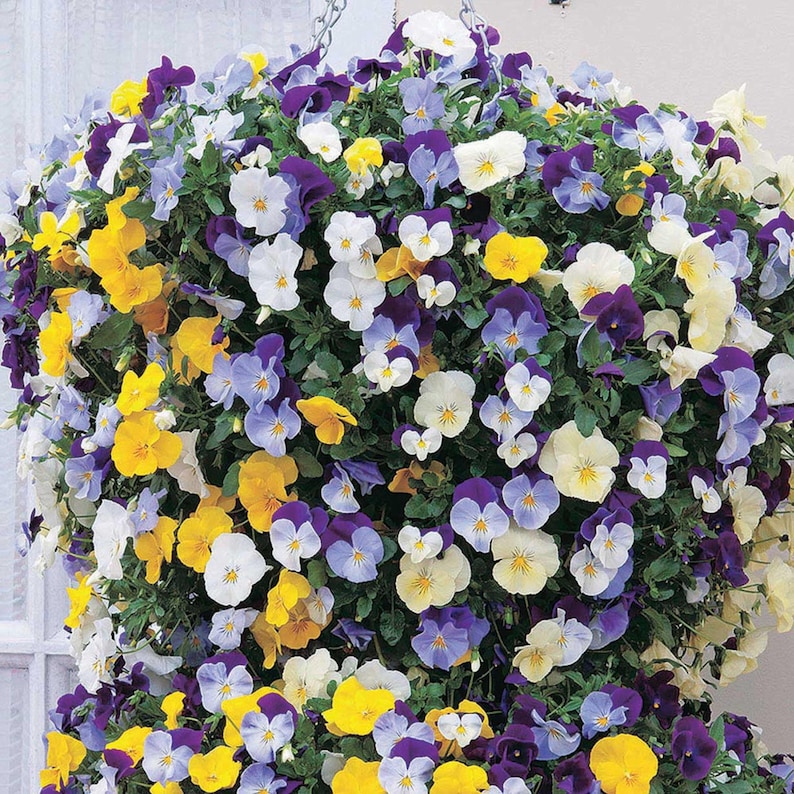 SweetGardenUS Pansy Seeds - Thumbnail 2