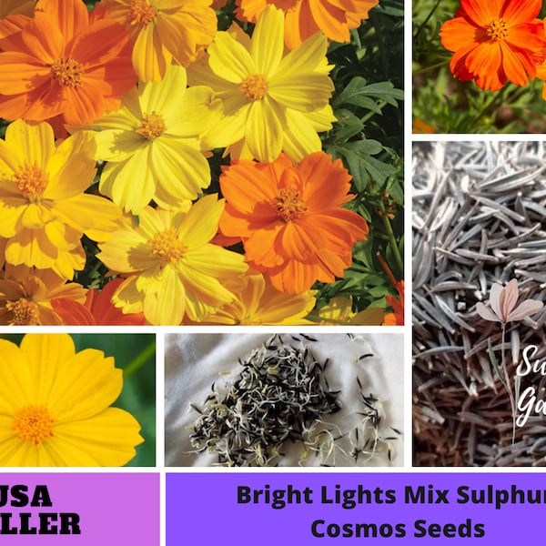 Organe yellow Bright Lights Mix Sulphur Cosmos Seeds_Annuals-Authentic Seeds-Flowers -Organic-Mix Seeds for Plant-B3G1#L002.