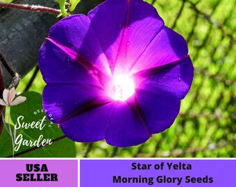 Star of Yelta Morning Glory Seeds #F002 [Authentic Seeds, GMO Free, Flower Seeds, Herbal Seeds, Fruit Seeds, B3G1 ]
