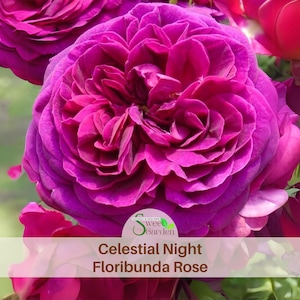 Celestial Night Rose Seeds – Scented Perennial Climbing Rose