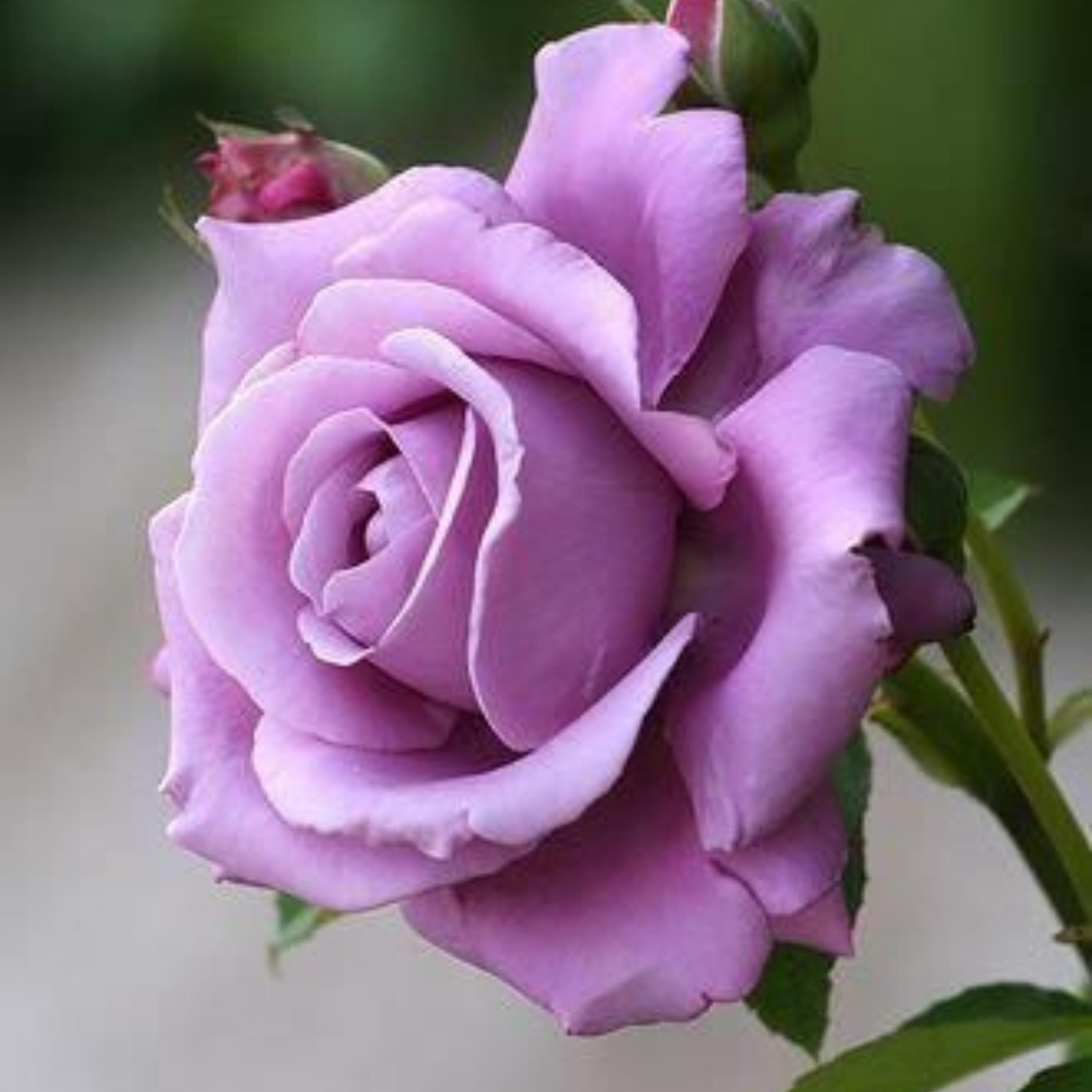パープルローズ Light Purple Rose Seeds - Perennial - Authentic Seeds