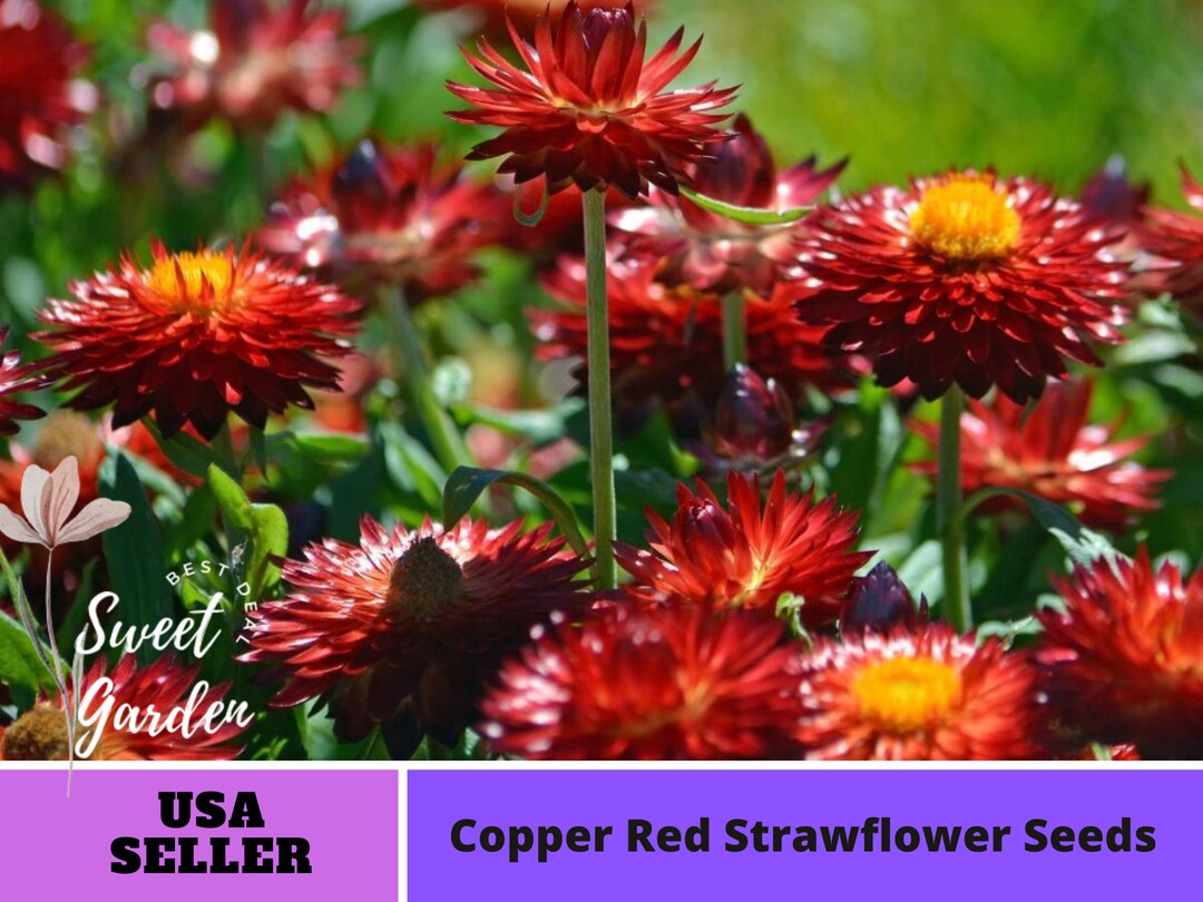 Red Strawflower Seeds perennial authentic Seedsflowers organic. Non