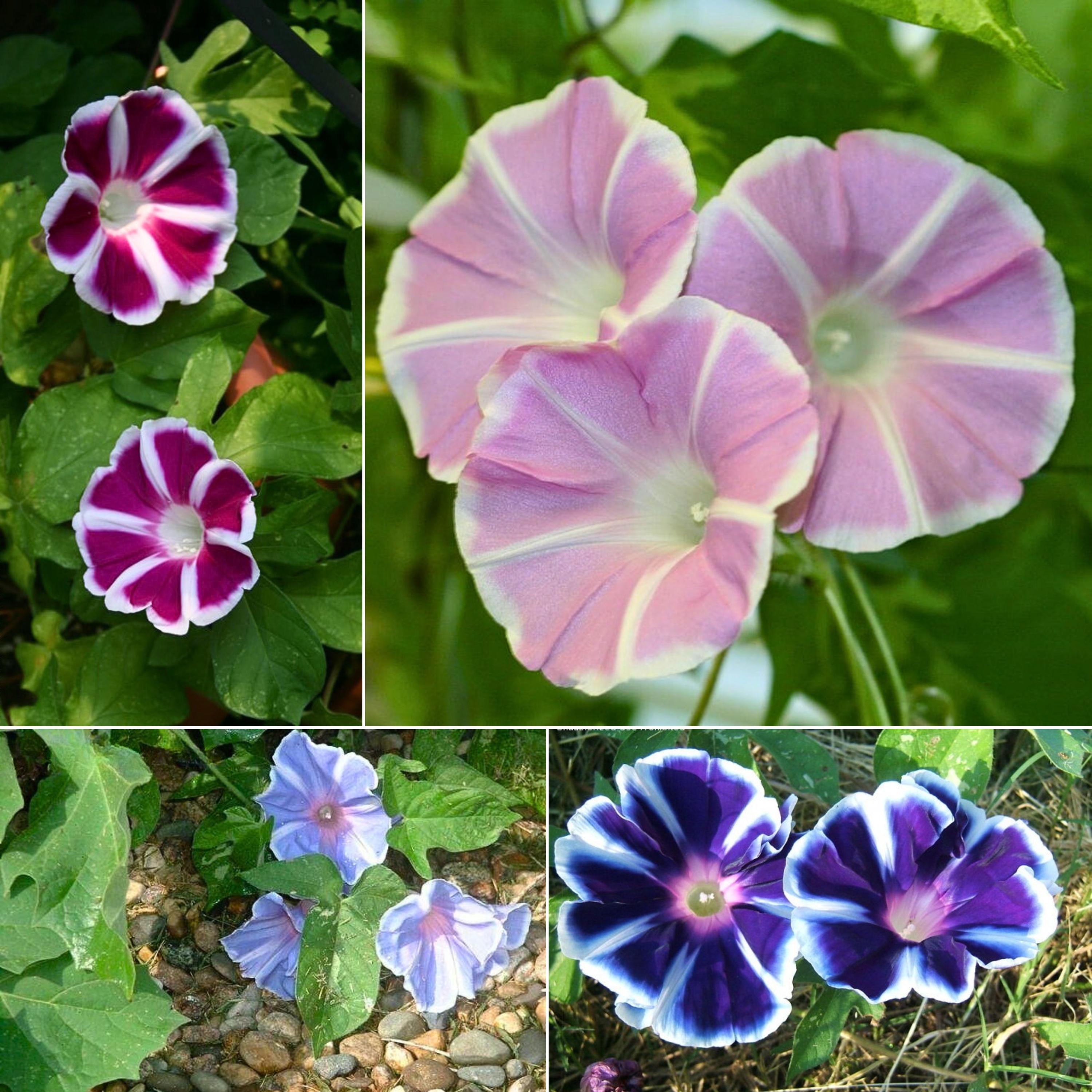 Mt. Fuji Mix Japanese Morning Glory Seeds - Authentic Seeds